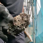 自宅で発見したアシナガバチの巣