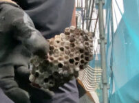 自宅で発見したアシナガバチの巣