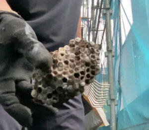 自宅で発見したアシナガバチの巣