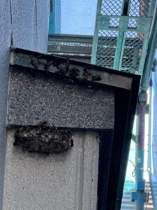 自宅の地上約4mの位置にできたアシナガバチの巣