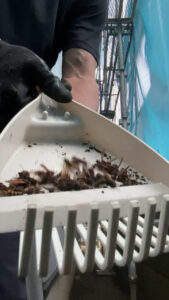 駆除作業中にちりとりに集められたハチと巣の破片