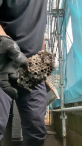 駆除後に取り外されたアシナガバチの巣